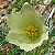 Foto von Pulsatilla alpina ssp. apiifolia, Schwefelgelbe Alpen-Küchenschelle, 5.6.2003, zwischen Motta Naluns und Scuol
