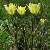 Foto von Pulsatilla alpina ssp. apiifolia, Schwefelgelbe Alpen-Küchenschelle, 31.5.2014, Seiser Alm (Südtirol)