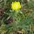 Foto von Ranunculus bulbosus, Knolliger Hahnenfuß, 12.2.2014, bei Balzholz