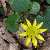 Foto von Ranunculus ficaria, Scharbockskraut, 8.3.2015, Südhessen