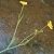 Foto von Ranunculus flammula, Brennender Hahnenfuß, 3.10.2000, Graben an einem Weg im Wald zwischen Langen und Dreieich-Buchschlag