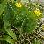 Foto von Ranunculus thora, Schildblatt-Hahnenfuß, 19.6.2008, Monte Tremalzo