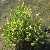 Foto von Salicornia europaea ssp. europaea, Zierlicher Kurzähren-Queller, 3.8.2007, Nordseeinsel Spiekeroog