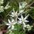 Foto von Sedum hispanicum, Spanischer Mauerpfeffer, 29.6.2015, Naturschutzgebiet Trögerner Klamm