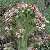 Foto von Sempervivum tectorum ssp. tectorum, Dach-Hauswurz, 26.7.2005, zwischen Brusio und Viano