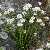 Foto von Thlaspi alpinum ssp. sylvium, Matterhorn-Hellerkraut, 3.7.2009, zwischen Furi und Riffelalp