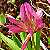 Foto von Trifolium alpinum, Alpen-Klee, 5.6.2003, nahe Motta Naluns