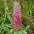 Foto von Trifolium rubens, Purpur-Klee, 11.6.2004, Badberg
