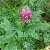 Foto von Trifolium rubens, Purpur-Klee, 5.7.2014, südliche Schwäbische Alb