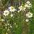 Foto von Tripleurospermum perforatum, Geruchlose Kamille, 20.6.2015, Lahn-Dill-Bergland