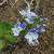 Foto von Veronica serpyllifolia ssp. humifusa, Niederliegender Quendelblättriger Ehrenpreis, 3.6.2014, zwischen San Giacomo und Prati di Pasna