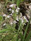 Satureja montana, Scrophulariaceae | Karst-Bergminze | 01.06.2000 | im Gebirgswald