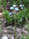 Myosotis ramosissima | Rauhes Vergissmeinnicht ? :-) sehr winzige Blüten... | 02.06.2000 | Südfrankreich