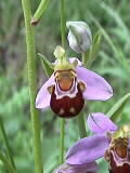 Ophrys apifera | Bienen-Ragwurz | 04.06.2000 | Vistal in Südfrankreich