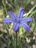 Aphyllanthes monspeliensis | Binsenlilie | 04.06.2000 | Waldgebiet vom Vistal