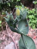 Blackstonia perfoliata | Durchwachsenblättriger Bitterling, Enziangewächs | 04.06.2000 | Vistal
