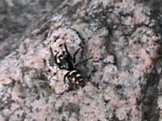 Ca. 4 mm große Spinne, Springspinne (Salticidae), vermutlich die Harlekinspringspinne Salticus scenicus | 20.06.2002 | Südhang des Elzdammes zwischen Kollmarsreute und Wasser