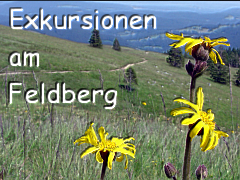 Exkursionen und Veranstaltungen beim Tag der Artenvielfalt 2010 - Programm am Feldberg