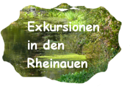 Exkursionen und Veranstaltungen beim Tag der Artenvielfalt 2010 - Programm in den Rheinauen bei Weisweil