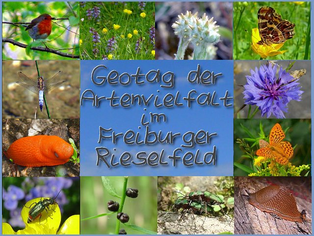 Artenvielfalt im Freiburger Rieselfeld erkunden