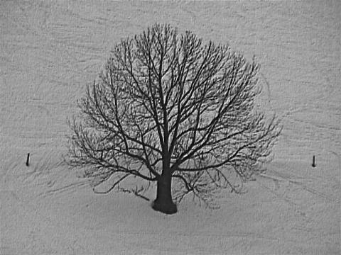 Foto des Tages vom 02.03.2003: Baum im Schnee, gesehen im Schwarzwald auf dem Weg zum Titisee