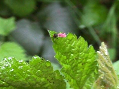 Foto des Tages vom 02.05.2000: Winzigstes Insekt mit rosa Flügeln :-)