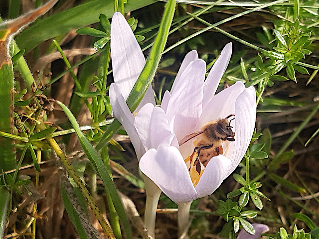 Foto des Tages vom 03.09.2020: Honigbiene in Herbstzeitlose