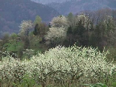 Foto des Tages vom 04.04.1998: Blühende Obstbäume in blühender Landschaft