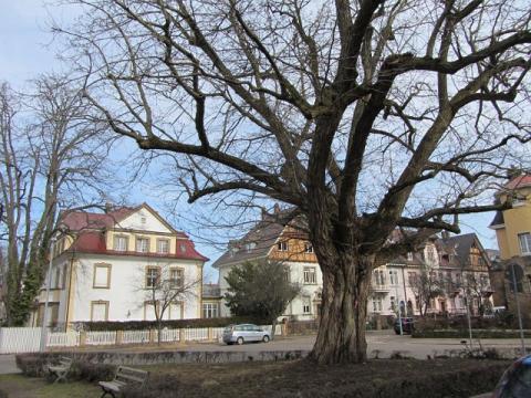 Foto des Tages vom 05.03.2013: Der alte Baum der Flügelnuss in Freiburg auf dem Goetheplatz hier einen Tag vor seiner Fällung