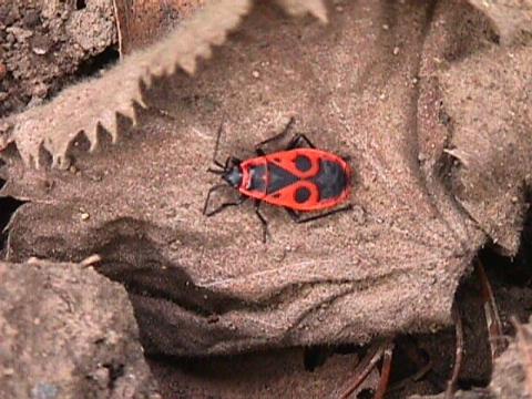 Foto des Tages vom 05.04.2003: Feuerwanze, wird oft für Käfer gehalten