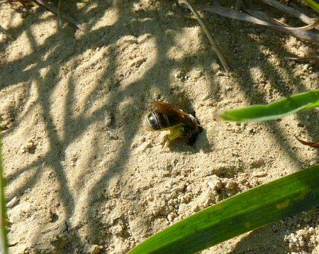 Foto des Tages vom 05.05.2008: Leben im Sand, Biene im Liliental