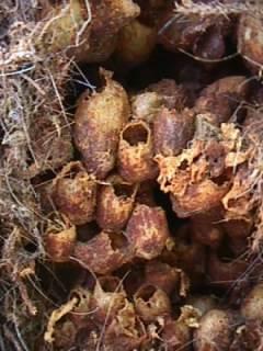 Foto des Tages vom 05.08.2002: Nest von Baumhummeln, wahrscheinlich Bombus hypnorum, in einem Vogelhäuschen