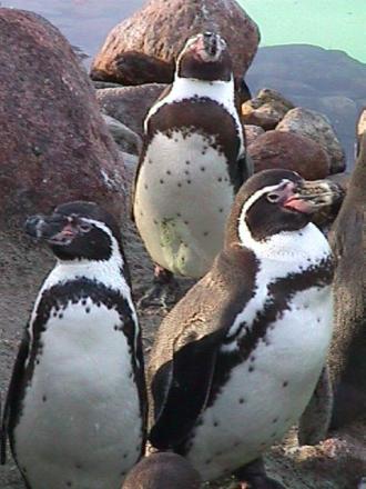 Foto des Tages vom 06.01.1999 Pinguine im Zoo von Magdeburg