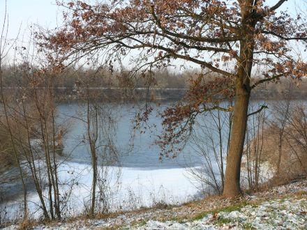 Foto des Tages vom 07.01.2009: Eisbedeckter Uferbereich des Rheins an einem frostigen 7. Januar