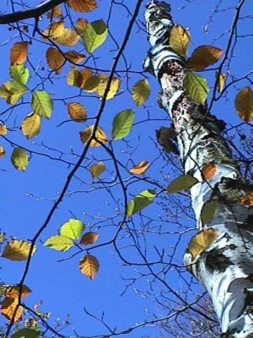 Foto des Tages vom 07.11.1999: Herbsthimmel im Wald der Zähringer Burg