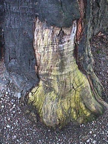 Foto des Tages vom 07.12.1999: Verletzter Fuß eines alten Baumes