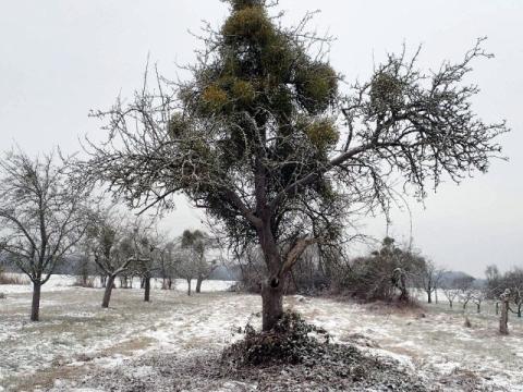 Foto des Tages vom 08.01.2017: Ein alter Obstbaum, der keine Blätter mehr hat, aber dafür umsomehr Misteln