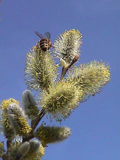 Foto des Tages vom 08.03.2002: Biene :-) auf Weidenkätzchen