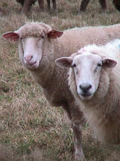 Foto des Tages vom 09.02.2002: Zwei Schafe auf der Weide :-)