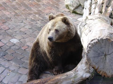Foto des Tages vom 09.11.2003: Braunbär in seinem Gehege im Tiergehege Mundenhof in Freiburg