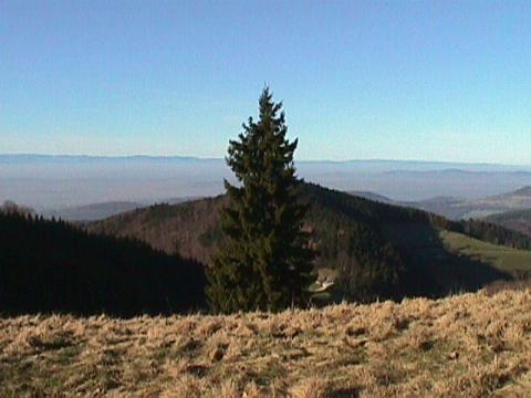 Foto des Tages vom 10.01.1998: Wanderung durch den schneefreien Schwarzwald am 10. Januar