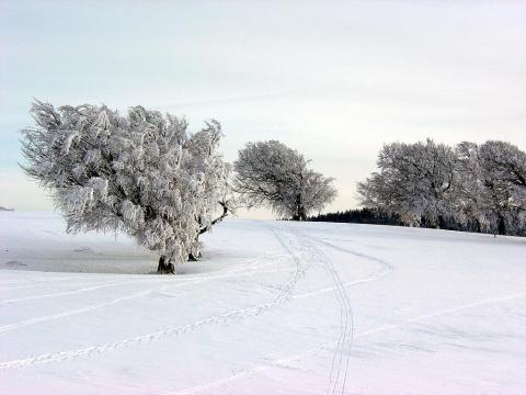 Foto des Tages vom 10.02.2004: Verschneite Windbuchen auf dem Schauinsland