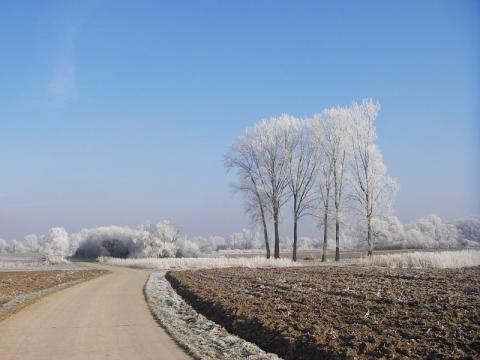 Foto des Tages vom 11.01.2006: Klirrende Kälte und blauer Himmel - Schneebaum an Wintertag