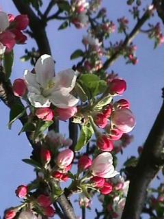Foto des Tages vom 11.04.1998: Apfelblüten im Wildtal