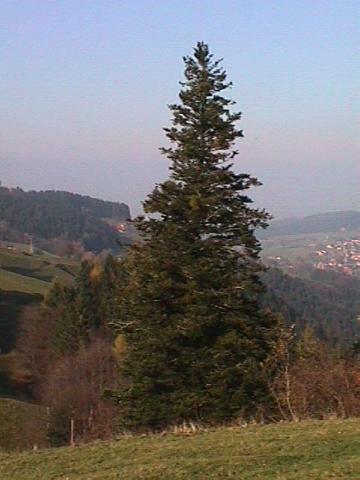Foto des Tages vom 12.11.1999: Auf den Höhen zwischen Horben und dem Schauinsland