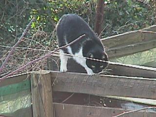 Foto des Tages vom 13.02.1998: Katze als Gast am Komposthaufen