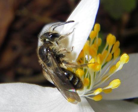 Foto des Tages vom 14.04.2006: Wildbiene an Buschwindröschen