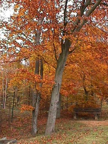 Foto des Tages vom 19.11.2000: Rotgoldener Herbstbaum