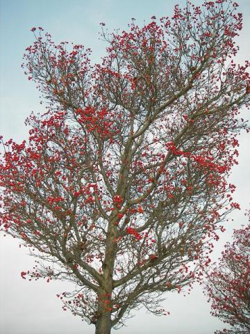 Foto des Tages vom 19.12.2009: Baum mit roten Fruechten auf dem Ihringer Friedhof im Schnee