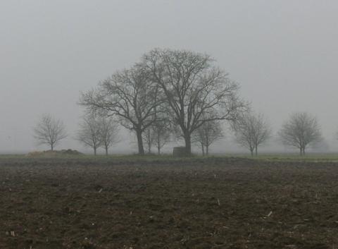 Foto des Tages vom 20.02.2007: Nebelbäume auf freiem Feld